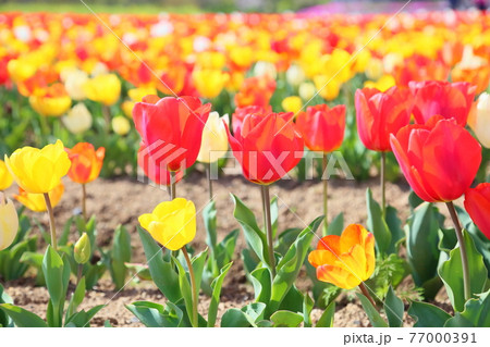 チューリップの花 チューリップの花 77000391