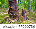 春・初夏の食材 タケノコのイメージ 77000730