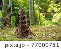 春・初夏の食材 タケノコのイメージ 77000731