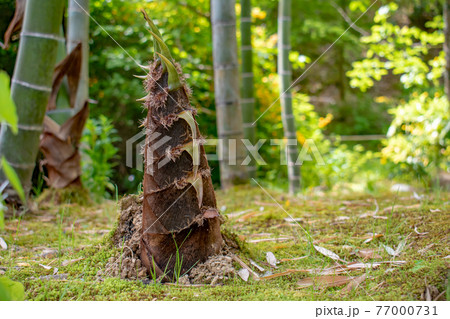 春・初夏の食材 タケノコのイメージ 春・初夏の食材 タケノコのイメージ 77000731