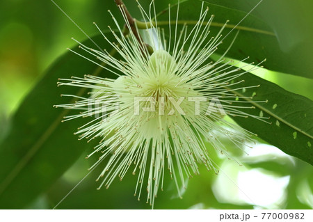 自然 植物 フトモモ、花糸が目立つ白い花。バラの様な良い香りがあります 自然 植物 フトモモ、花糸が目立つ白い花。バラの様な良い香りがあります 77000982