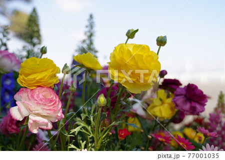 黄色の花と紫色の花の寄せ植え花壇のある日本の公園の3月と4月の春の風景の写真素材