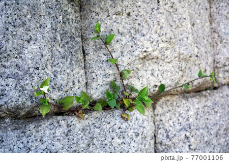 ノハカタカラクサ ノハカタカラクサ 77001106