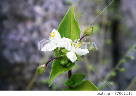 ノハカタカラクサ 77001115