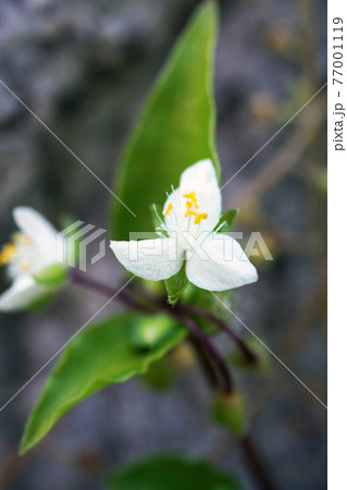 ノハカタカラクサ ノハカタカラクサ 77001119