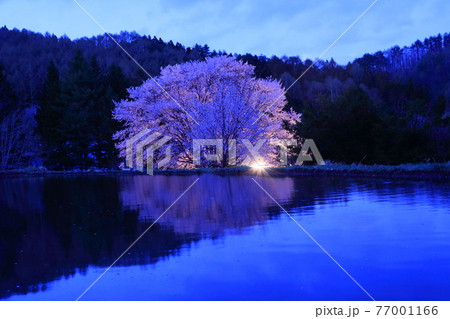 天王桜ライトアップ 77001166