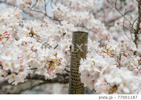 【卒業イメージ 満開の桜と卒業証書を入れる筒】 【卒業イメージ 満開の桜と卒業証書を入れる筒】 77001187