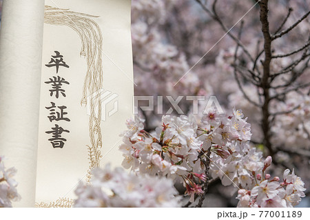 【卒業イメージ　満開の桜と卒業証書】 77001189