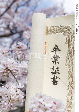 【卒業イメージ 満開の桜と卒業証書】 【卒業イメージ 満開の桜と卒業証書】 77001190
