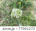 ネギの花 77001272