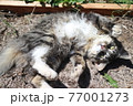 寝っ転がる猫 77001273