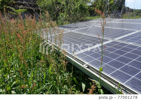 雑草が生い茂った太陽光発電所 77001278