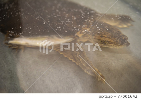 カミツキガメ 77001642