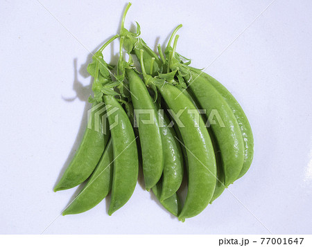 スナップエンドウ(日本、東京産)、学名: Pisum sativum 'Macrocarpon Gr スナップエンドウ(日本、東京産)、学名: Pisum sativum 'Macrocarpon Gr 77001647