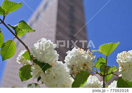 都市風景：高層ビルと花の写真 77002016