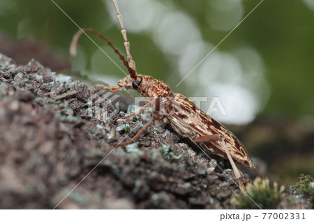 キマダラミヤマカミキリ キマダラミヤマカミキリ 77002331