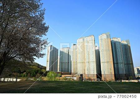 春 公園 木 77002450