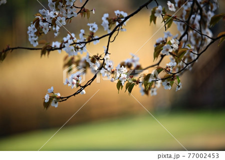 春 花 桜 77002453