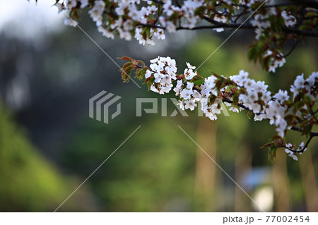 春 花 桜 77002454