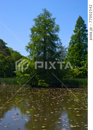 都立水元公園の風景2021年4月 都立水元公園の風景2021年4月 77002542