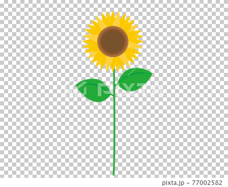 ひまわりのベクターイラスト 77002582