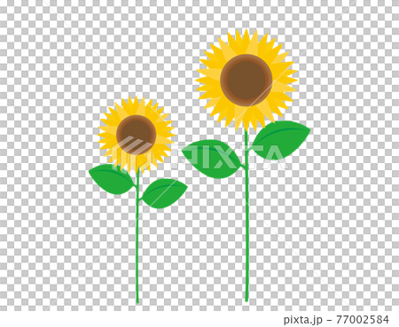 ひまわりのベクターイラスト 77002584