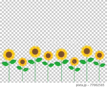ひまわりのベクターイラスト 77002585