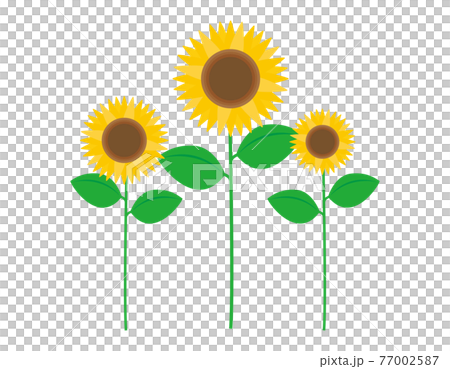 ひまわりのベクターイラスト 77002587