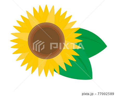 ひまわりのベクターイラストのイラスト素材