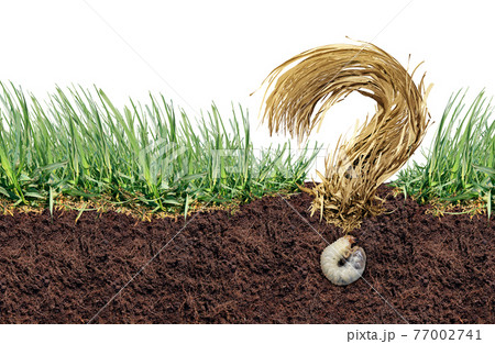 Grass Grub Questions 77002741