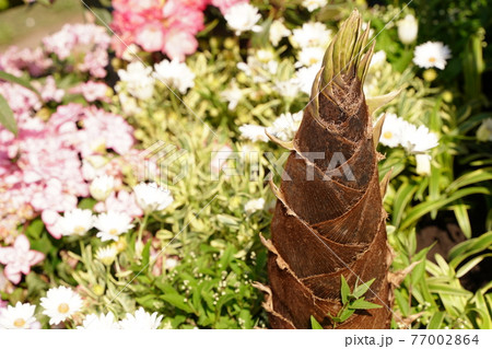 竹の子と花の寄せ植え花壇のある日本の公園の3月と4月の春の風景の写真素材