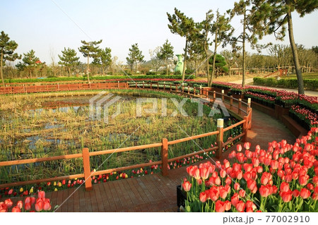 花畑 チューリップ 風車 77002910