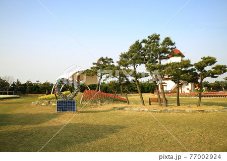 花畑 チューリップ 公園 77002924