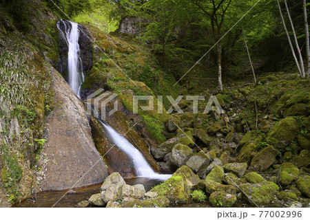 粟鹿の滝（雌滝）兵庫県朝来市山東町 77002996