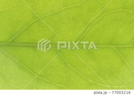 樹木・アオキ（青木）の若葉と葉脈 77003216