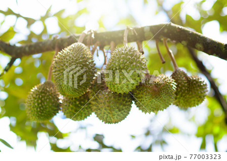 Durian on tree. King of fruit. Durian on tree. King of fruit. 77003323