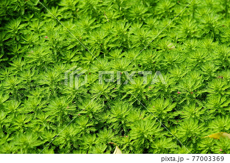 春・水辺の植物・オオフサモの生命力7 春・水辺の植物・オオフサモの生命力7 77003369