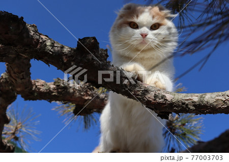 猫の木登り 猫の木登り 77003703