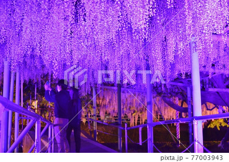 西寒田神社の藤 77003943