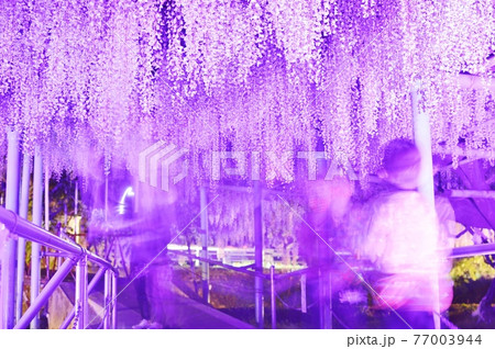 西寒田神社の藤 77003944