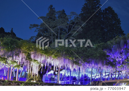 西寒田神社の藤 西寒田神社の藤 77003947