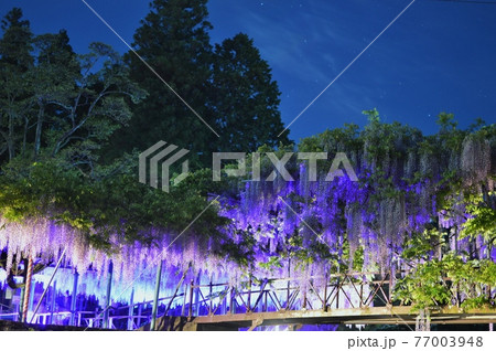 西寒田神社の藤 西寒田神社の藤 77003948