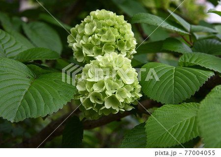 オオデマリ114 オオデマリ114 77004055