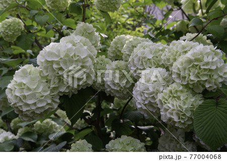 オオデマリ127 77004068