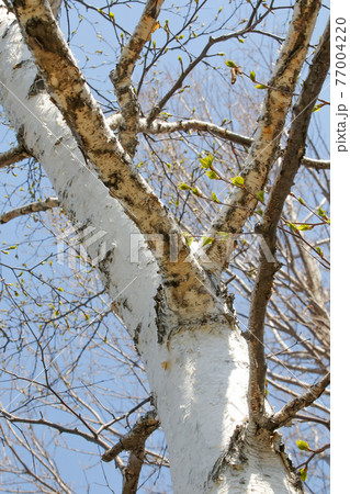 白樺, しらかば, 北海道, 札幌, 自然, 植物, シラカバ, 樹木, 花粉, シラカバ花粉 77004220