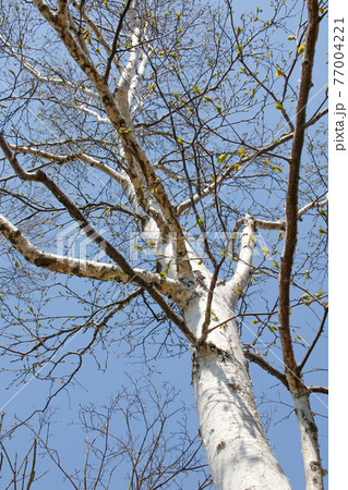 白樺, しらかば, 北海道, 札幌, 自然, 植物, シラカバ, 樹木, 花粉, シラカバ花粉 77004221