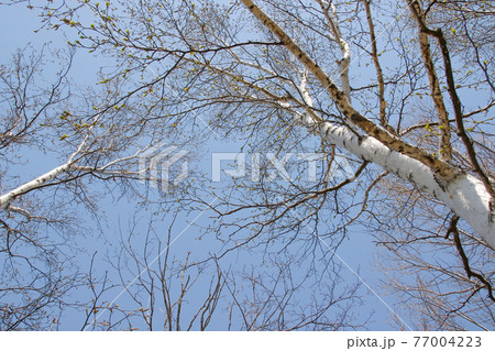 白樺, しらかば, 北海道, 札幌, 自然, 植物, シラカバ, 樹木, 花粉, シラカバ花粉 77004223
