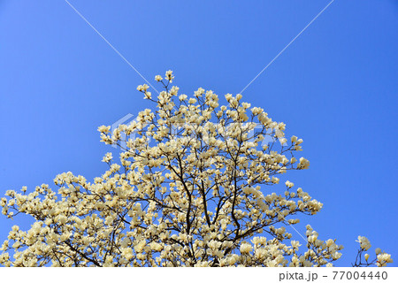 マグノリア 待つ 待ち 77004440