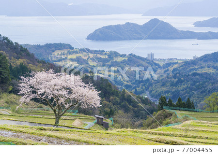 松尾の一本桜　 77004455