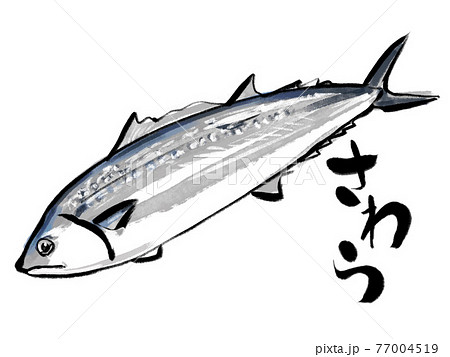 水彩画風さわらと筆文字 77004519